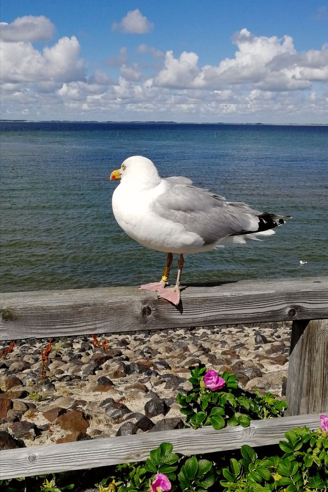 Model seagull at the southern tip of Amrum
