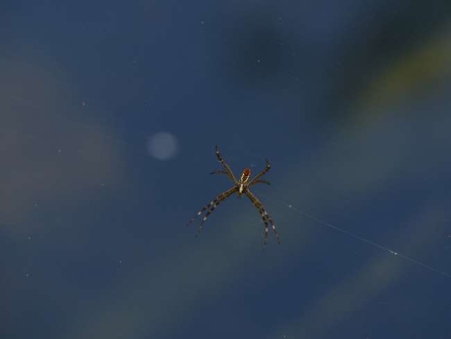 A spider, of which there were many at the water bodies