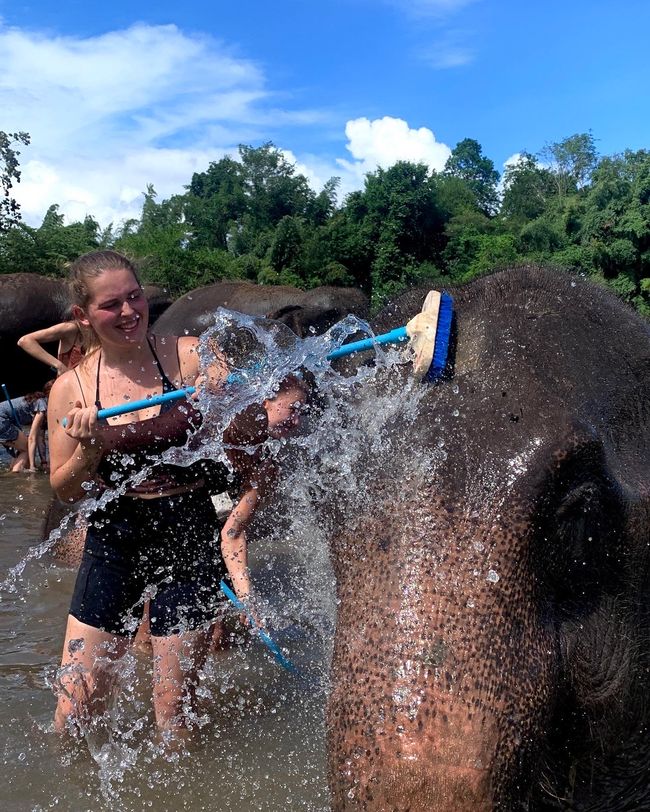Elephant Sanctuary: Washing the elephants