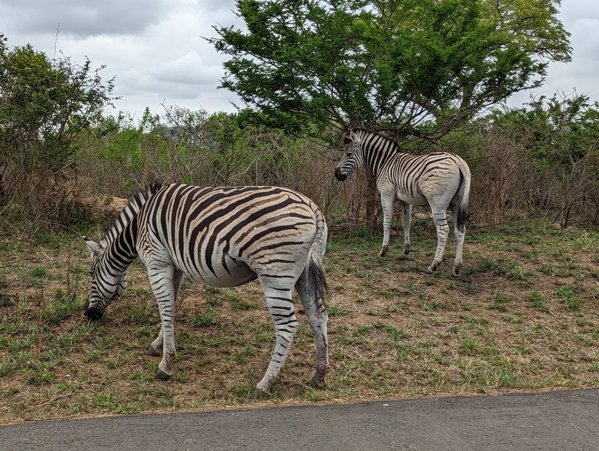Hluhluwe-Imfolozi-Nationalparks
