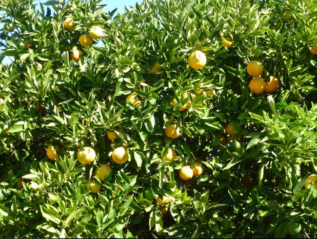 Orangenplantage in Harvey