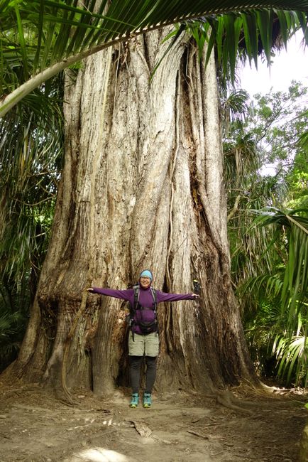 Janina in front of the giant Rata tree