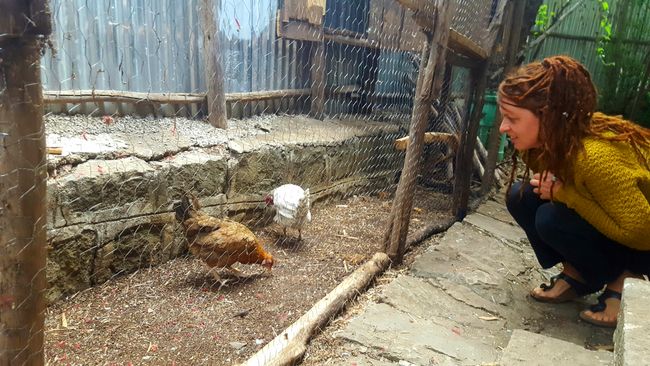 Nathaly und ihre neuen Hühner