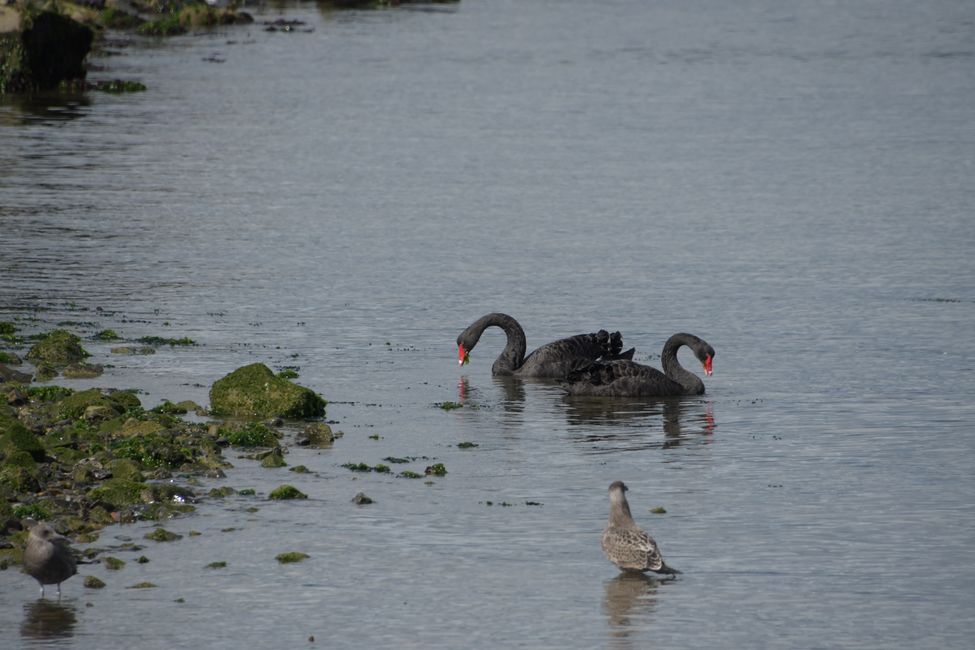 Wellington - Black swans