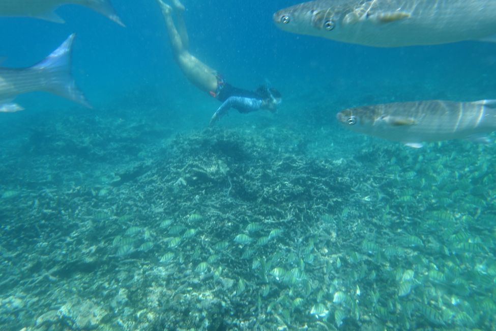 Snorkeling until the doctor comes...