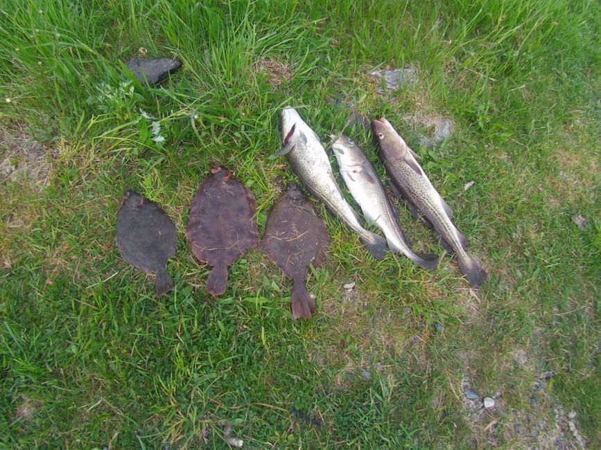 Our catch