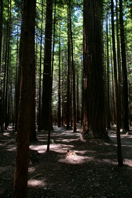 Redwood Forest