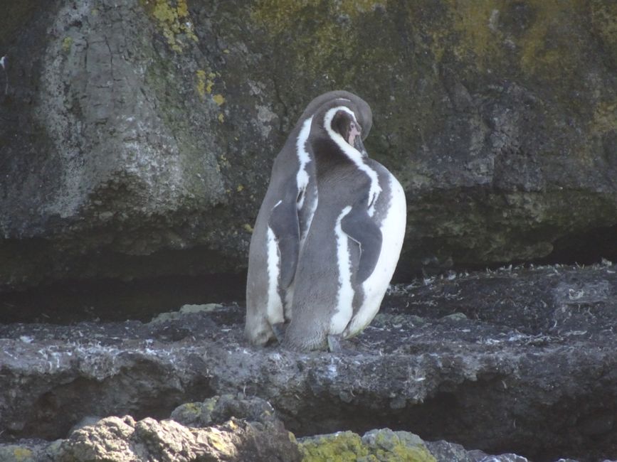 Und Humboldt-Pinguine 