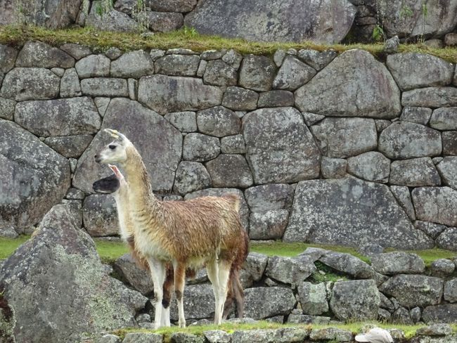 The word Lama is pronounced in Spanish. If you pronounce it as it is written, you say iama. like 'heißen' in German. Thus, all Llamas pronounced in Spanish: 'heißen' I could die laughing about the pun...