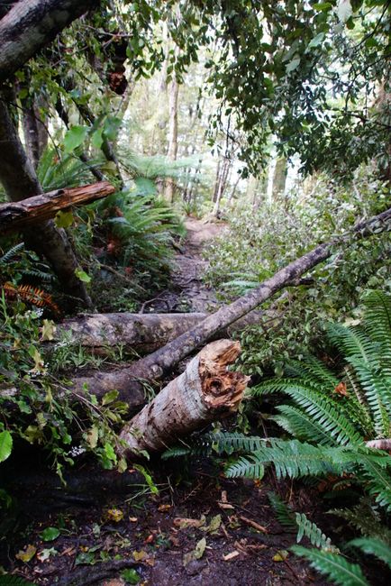 Lake Hauroko - Track