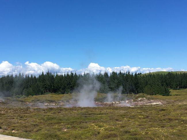 Geothermische Zonen gibt es massig auf dem Weg nach Rotorua 