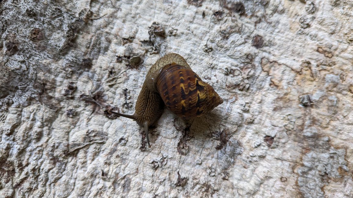 Schnecke 🐌