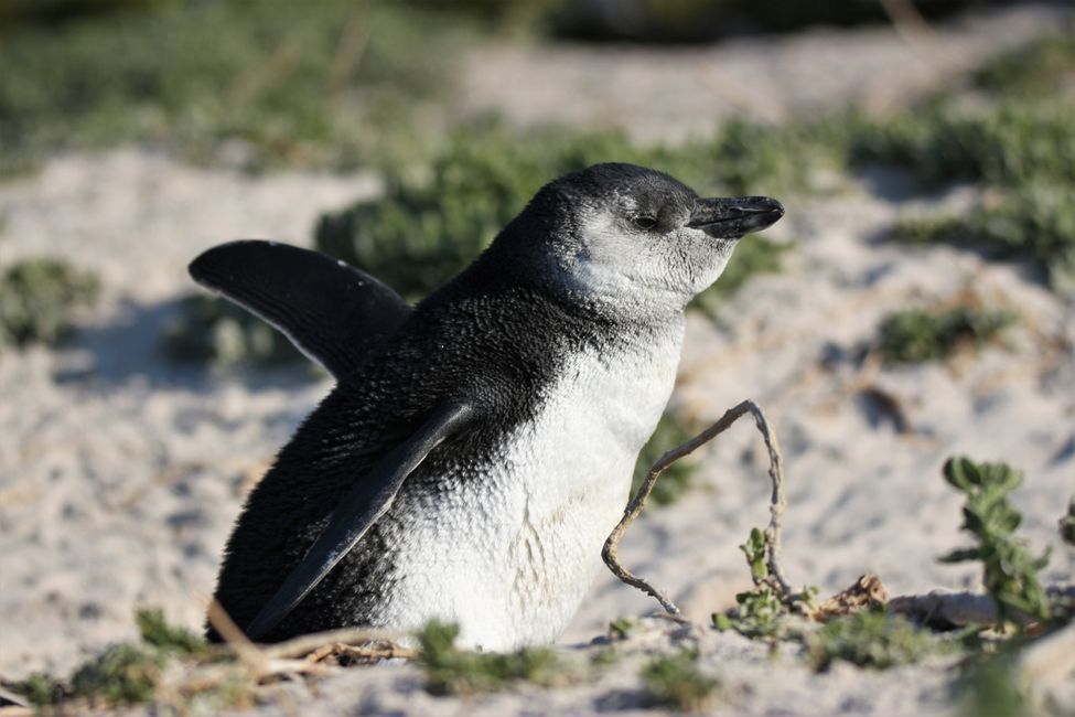 Day 19: Cape Town! Table Mountain, Beach & Penguins