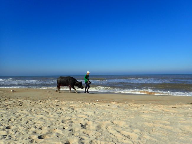 Walking with his ox by the sea