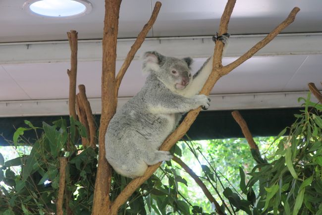 13.05. Koala Sanctuary 🇦🇺