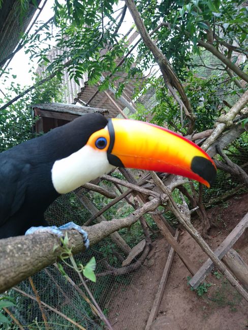 Great toucan