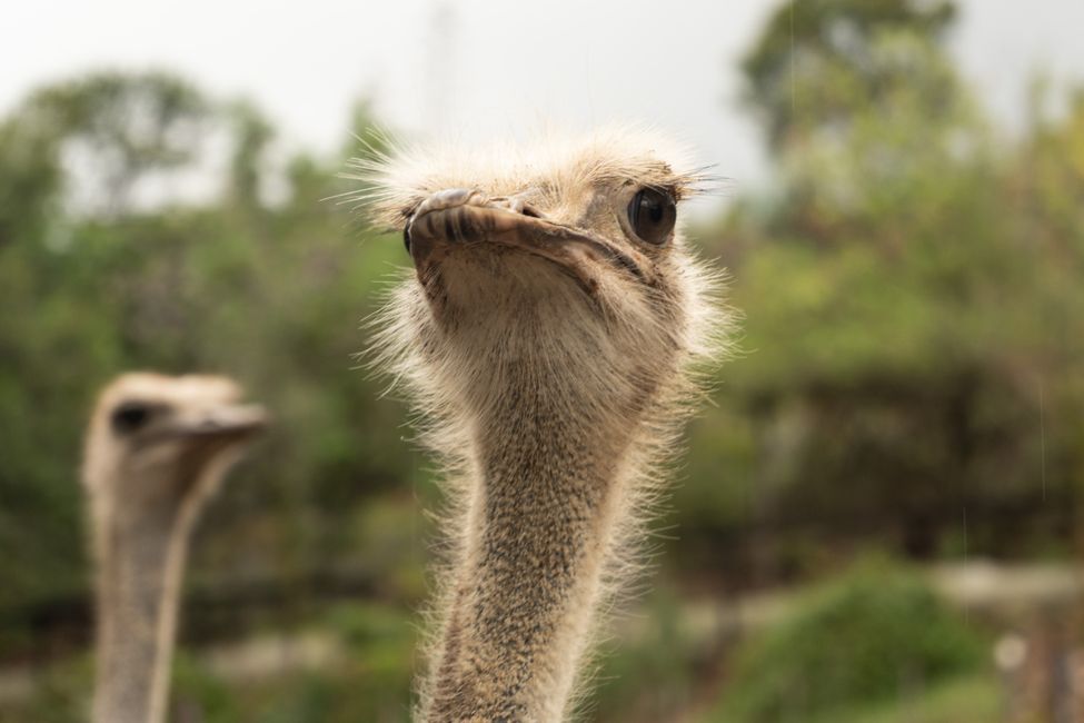 Emu, not an ostrich!