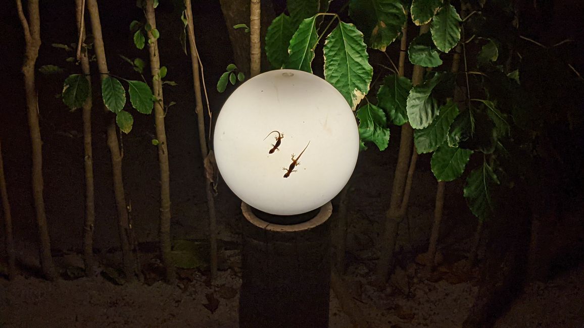 Geckos auf fast jeder Lampe