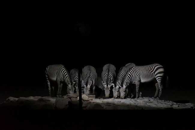 Zebras bei Nacht.