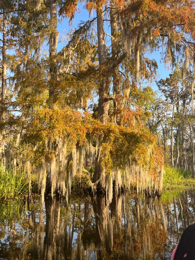 Wildes Louisiana