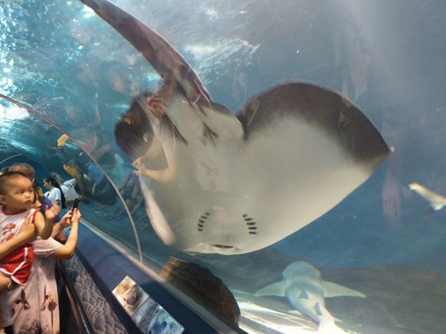 Shanghai Ocean Aquarium