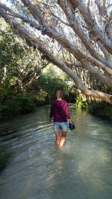 Eli Creek - Fraser Island