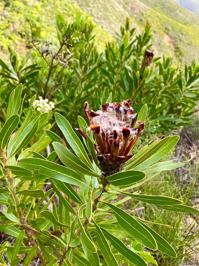 Überall wo man hinschaut sieht man diese Pflanze. Das ist eine Protea (Zuckerbüsche). Sie braucht ganz spezielle Bedingungen um wachsen zu können. Die Protea ist die Nationalblume Südafrikas und zu ihr gehören 330 verschiedene Arten, welche hauptsächlich auf der Südhalbkugel vorkommen. 