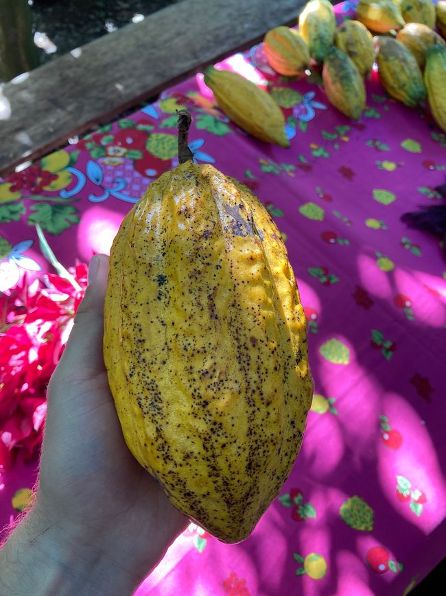 Ripe cacao fruit