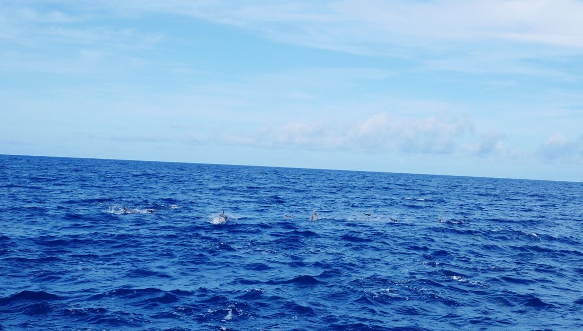 Гледање китови