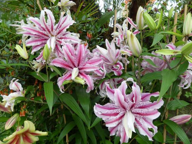 Crazy, two-colored lilies