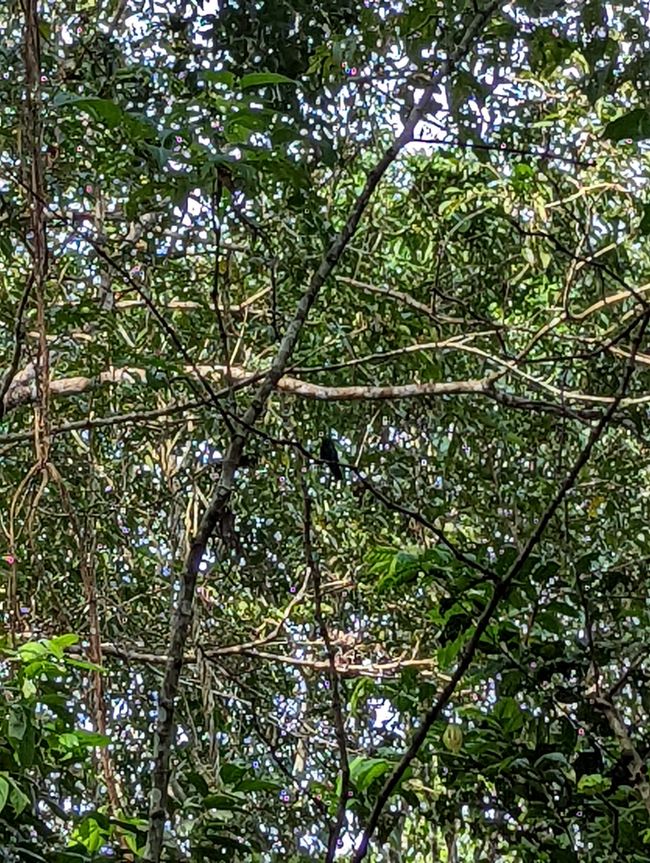 3. Tag im Amazonas-Dschungel