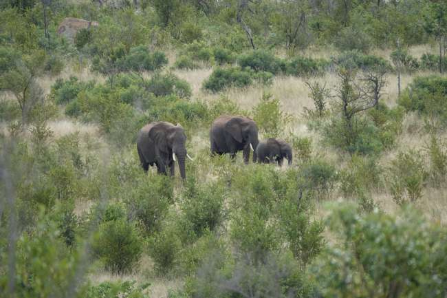 Day 29 Kruger National Park