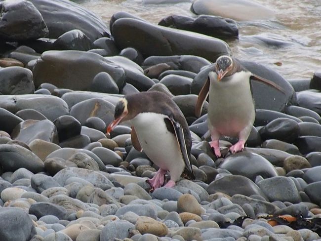 Tag 28 - Albatross & Yellow-eyed Penguins - Let's continue south