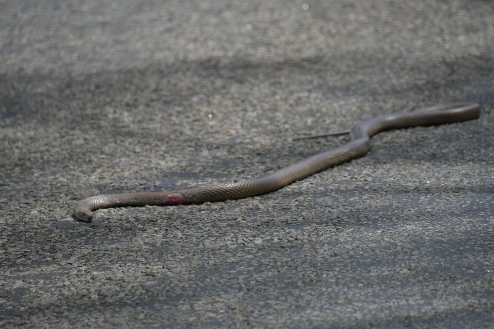 Brown Snake (deadly venomous, but dead))