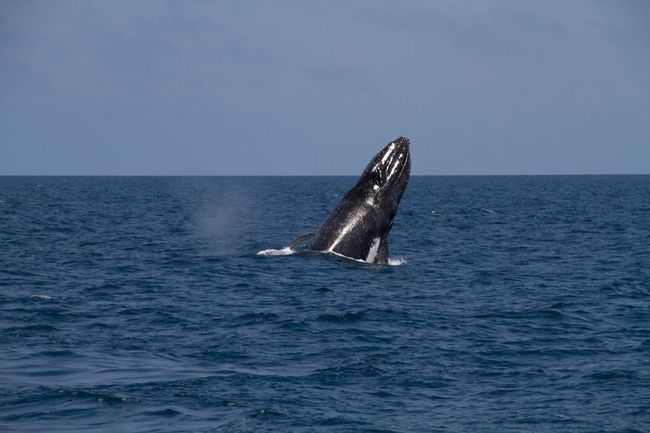 Observación de ballenas - imágenes