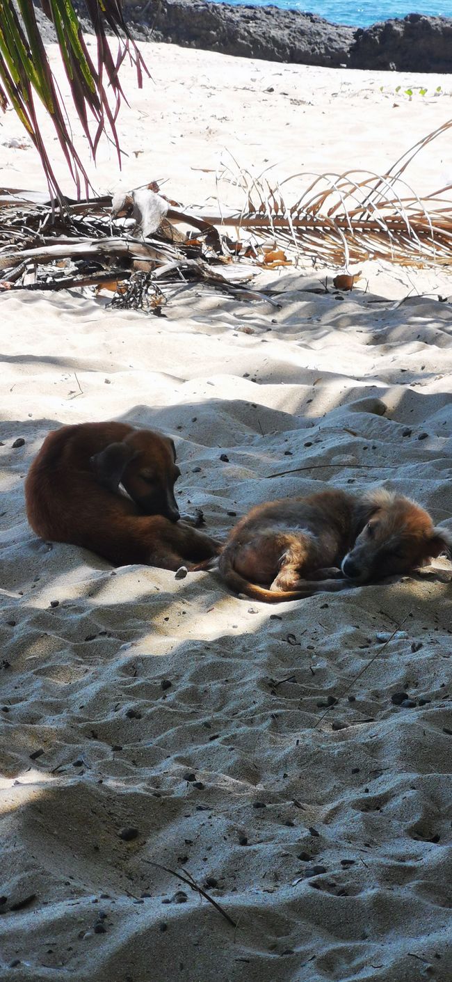Puppies on the beach, unfortunately strays :(