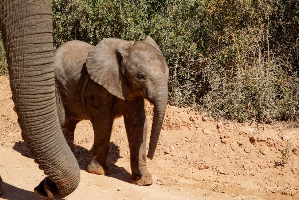 Safari im Addo Elephant National Park