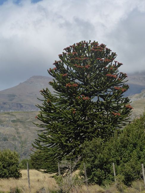In the Araucaria forest