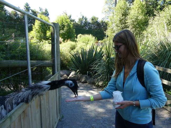 Feeding emus is something different