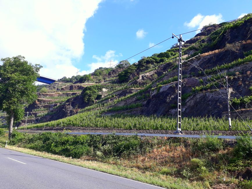 Vineyards on the banks of the Moselle