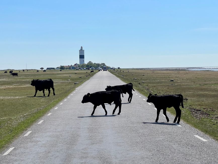Free-roaming cows on Öland