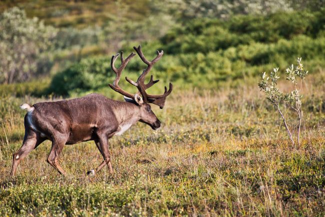 A real Caribou Bull