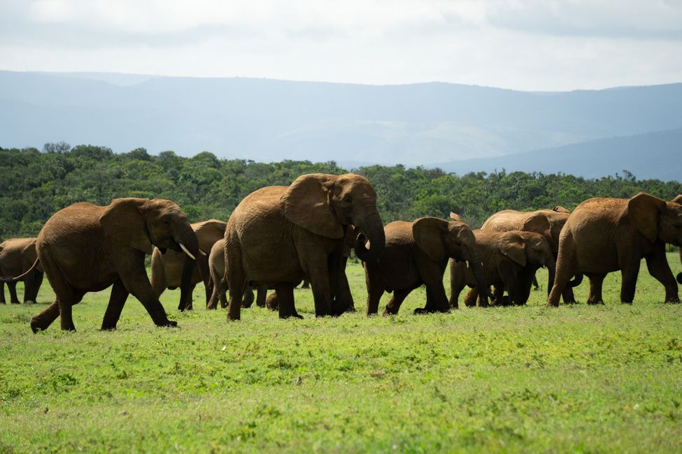Große Elefanten-Wanderung