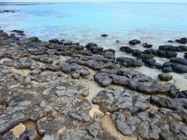 Stromalites - living fossils