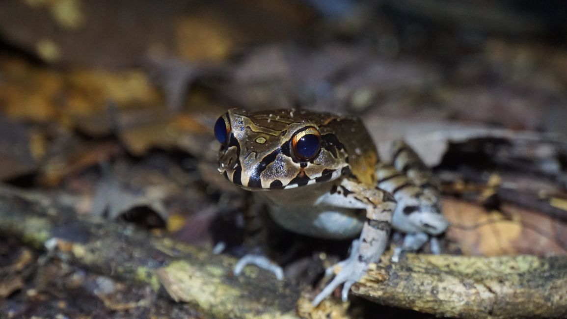 Nocturnal frog