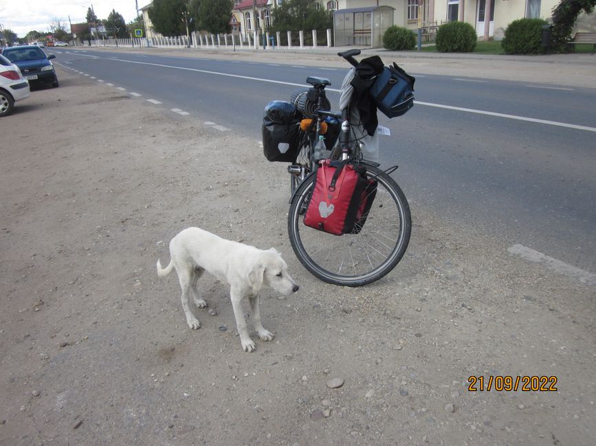 Begegnung mit rumänischen Dorfhund