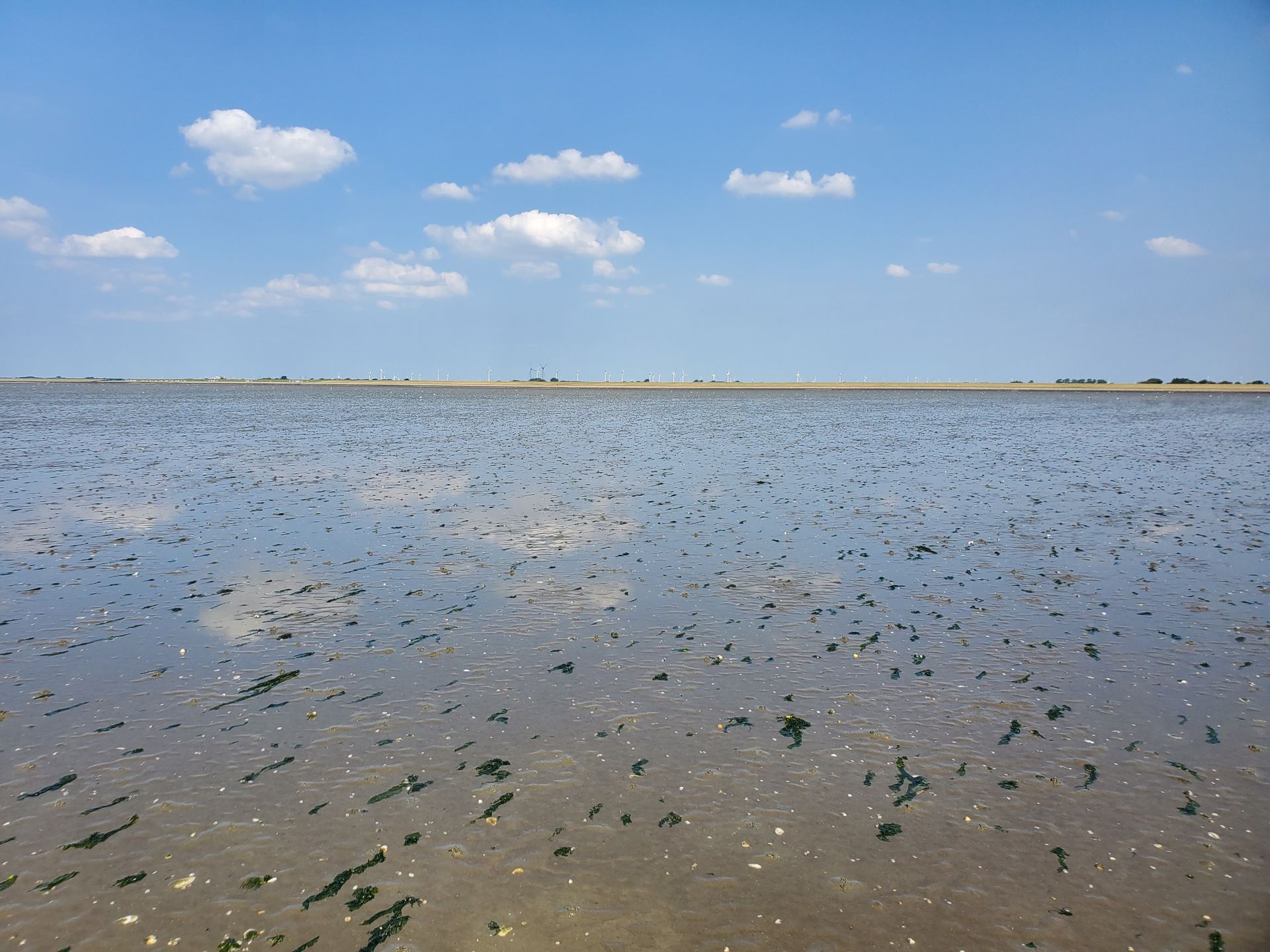Mudflats with lots of sea lettuce