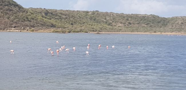 Flamingo Hot Spot