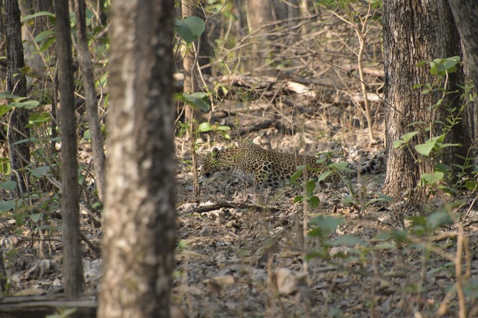 Pench NP - Leopard