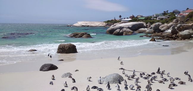 Penguin Colony in Cape Town